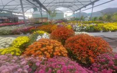 Todo preparado para el día de Todos los Santos