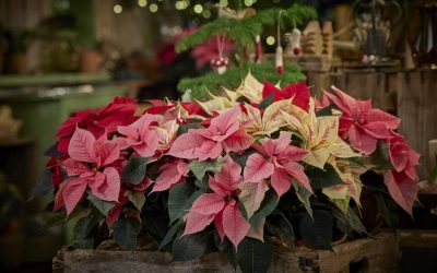 Navidad: Tiempo de Poinsetia