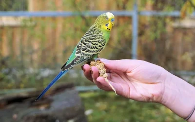 Las mejores razas de pájaros para principiantes