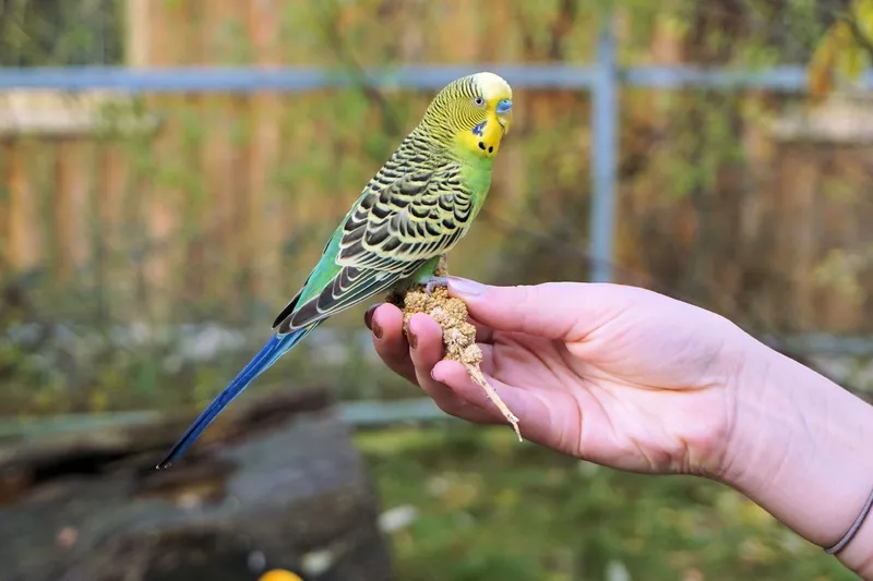 Las mejores razas de pájaros para principiantes