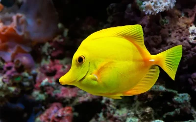 Cómo prevenir y tratar las enfermedades más comunes de los peces