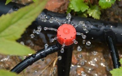 Cómo ahorrar agua y energía en tu jardín sin renunciar a su belleza