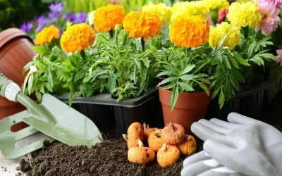 ¡Ya han llegado los bulbos de verano!