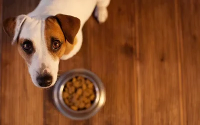 Cómo elegir la mejor alimentación para tu perro o gato según su edad y actividad física