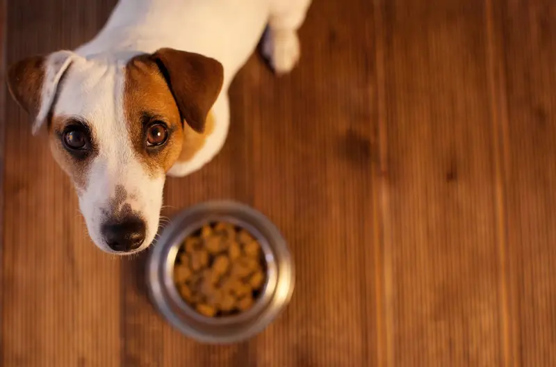 Cómo elegir la mejor alimentación para tu perro o gato según su edad y actividad física