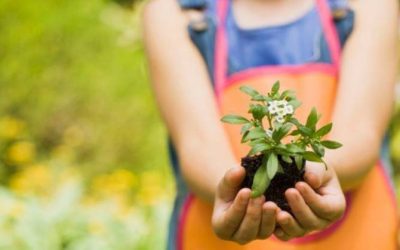 Cuidado sostenible de las plantas y el jardín