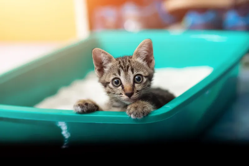 Cómo entrenar a tu gato para que use el arenero