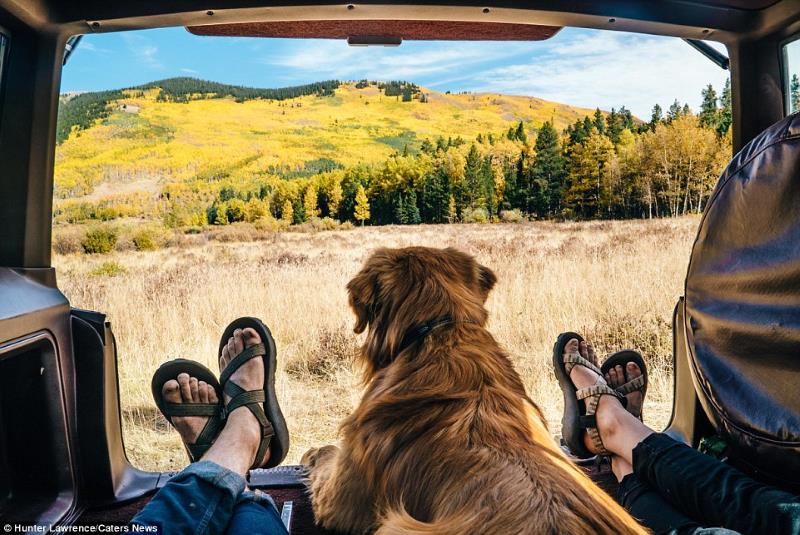 Consejos para viajar con mascotas