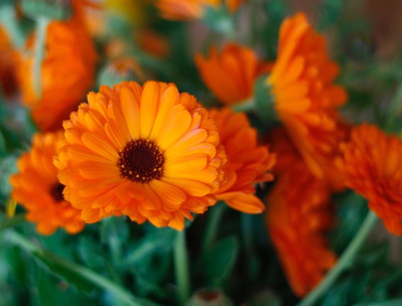 La caléndula es una planta resistente a las plagas.