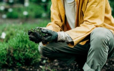 Cómo hacer frente a las plagas de las plantas