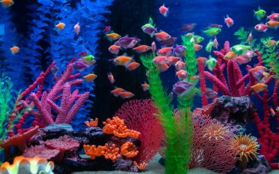 Guía para elegir los peces adecuados para tu acuario