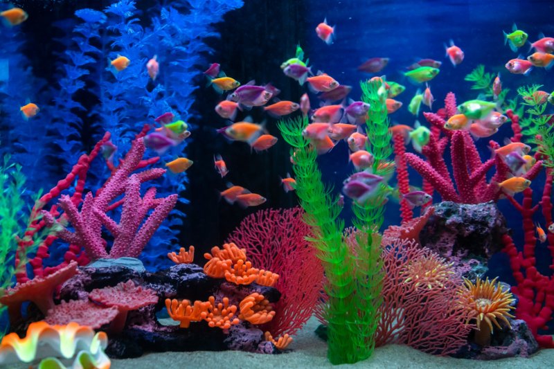 Guía para elegir los peces adecuados para tu acuario