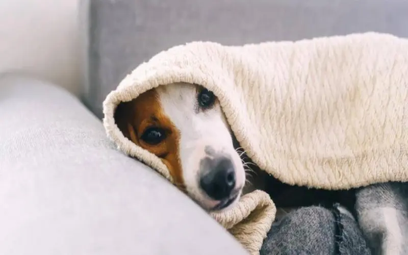 Cómo proteger a tu perro del frío