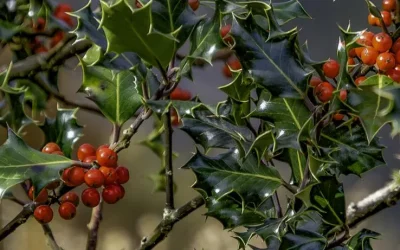 El Acebo: un arbusto muy navideño