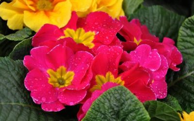 Agenda del Jardín de Diciembre