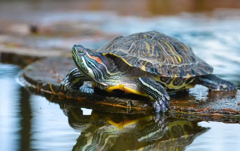 Cuidados específicos para tortugas terrestres y acuáticas