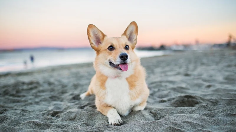 ¿Debo cambiar la dieta de mi mascota en verano?