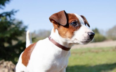 Cómo mantener fresco a tu perro este verano