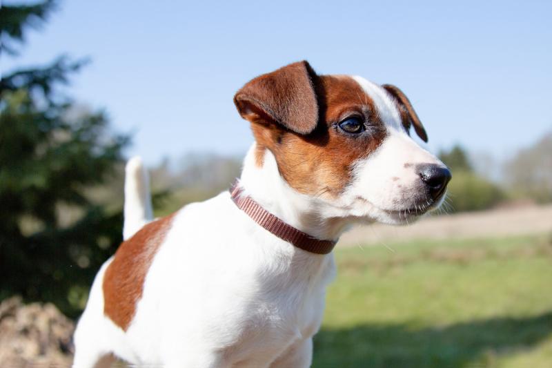 Cómo mantener fresco a tu perro este verano