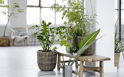 Consejos para decorar tu hogar con plantas