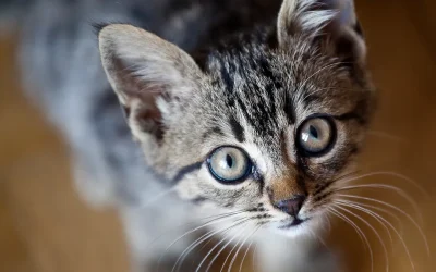 Gatos y verano: cómo ayudarles a sobrellevar el calor en casa