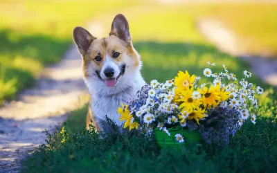 Espacios pet-friendly: cómo decorar terrazas y jardines adaptados a tus mascotas
