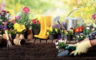 Control de plagas comunes en verano