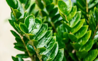 Plantas de interior resistentes