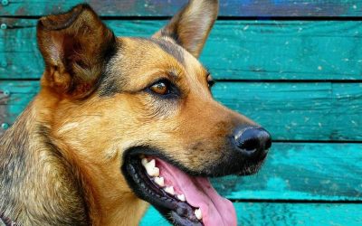 Cómo cuidar la salud dental de tu perro
