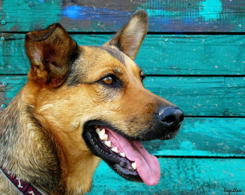 Cómo cuidar la salud dental de tu perro