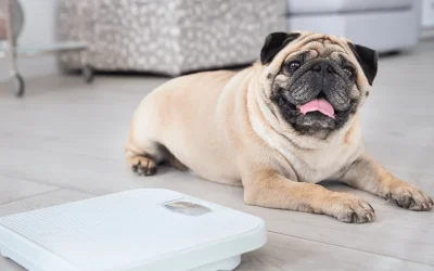 Cómo detectar y prevenir la obesidad en mascotas