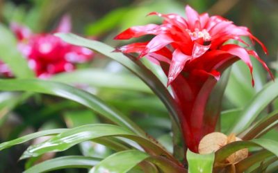Bromelias: joyas del trópico en tu hogar