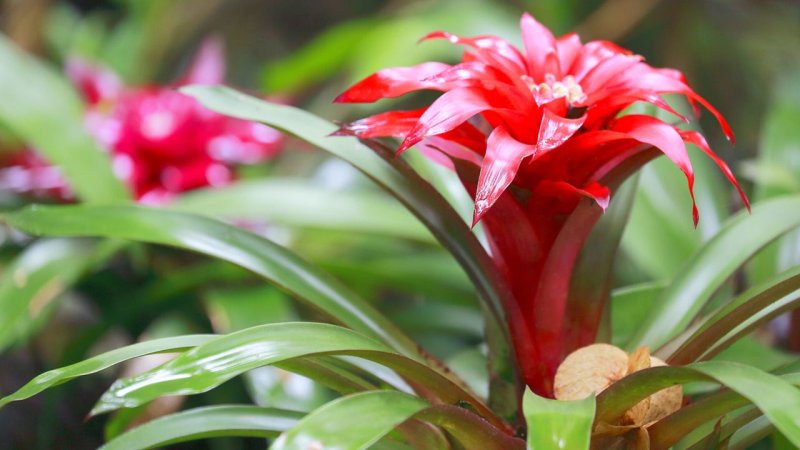 Bromelias: joyas del trópico en tu hogar