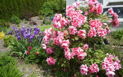 Peonías: características y cuidados