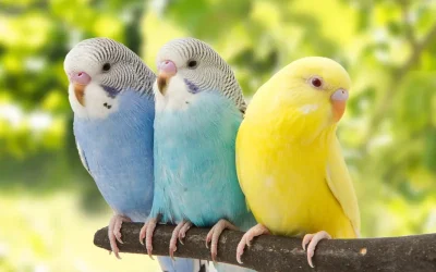 Aves para principiantes: ¿Cuál es la mejor especie para empezar?