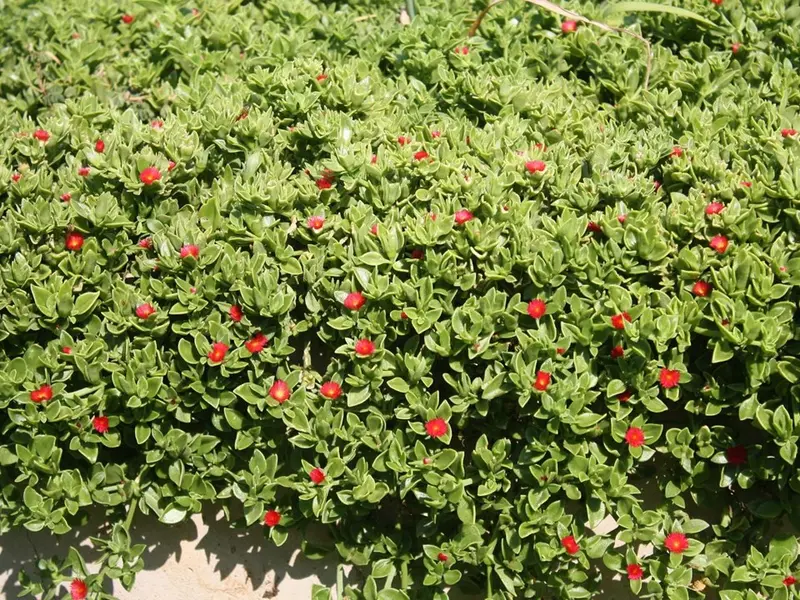 Plantas tapizantes para la decoración del jardín