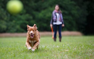 Cómo convivir plantas y mascotas en el hogar