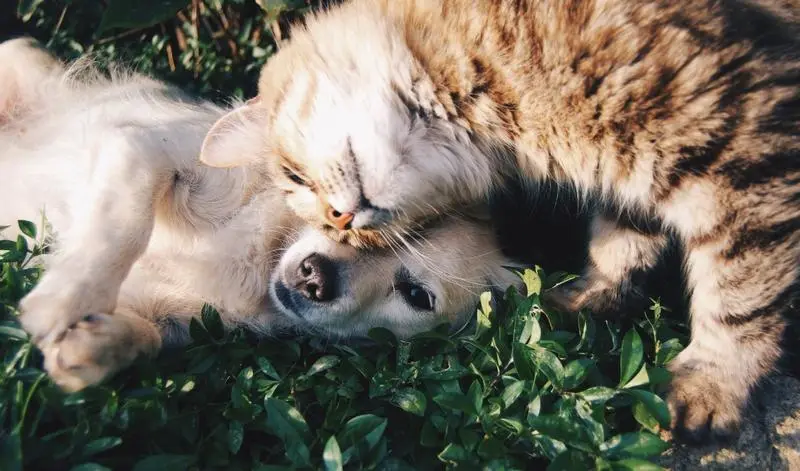 Causas y tratamiento de la caída de pelo en gatos y perros