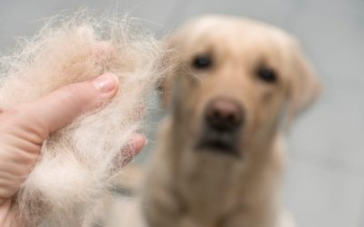 Muda otoñal: Cómo sobrevivir a la explosión de pelo de tu mascota