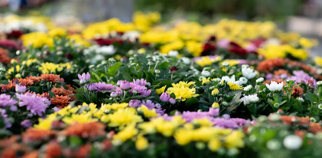 Zona de flores