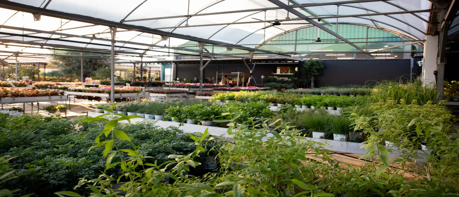 Plantas aromáticas