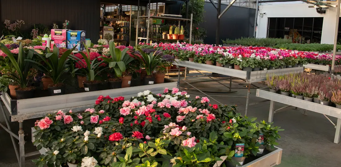 Atardecer en el garden